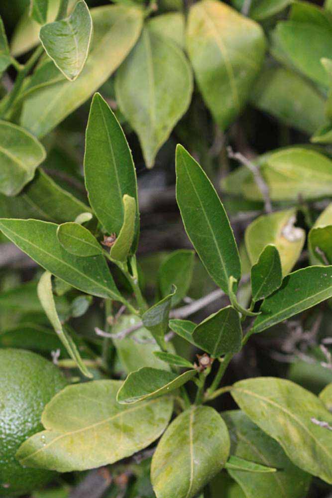              Sun leaves (Riverside, CA)       